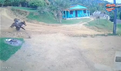 Mule without brakes ,crashed hard 