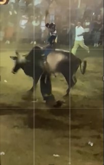 never challenge Nicaraguan bulls