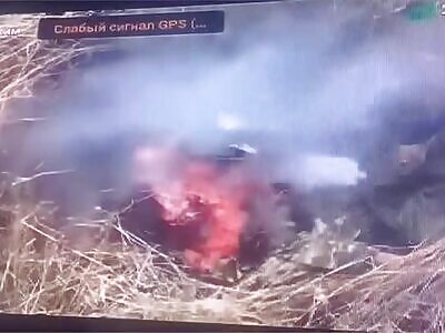 Russian pig torn to pieces