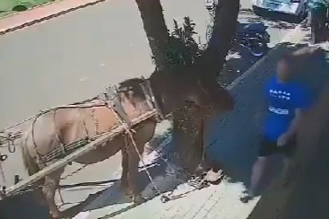 Donkey Was Obviously Crossbred With A Pitbull