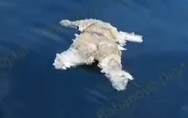 Floating Headless female corps with no legs no arms 