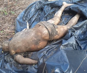 Dismembered  body of man was found in advanced state of decomposition 