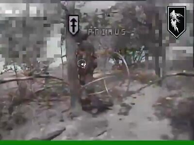 Zedophile Tree Hugger