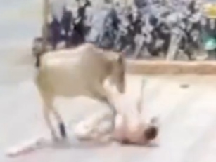 Stray Cow Attacks Woman On Motorcycle In India