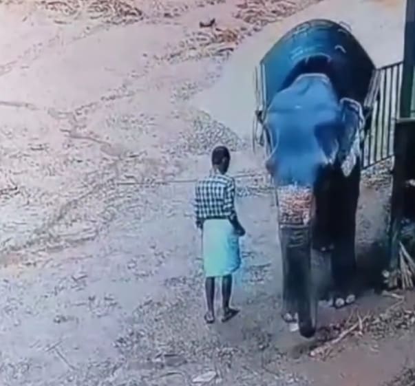 Mahout Stomped To Death By Elephant