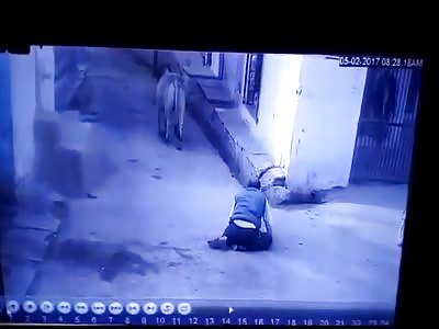 Stray Bull Attacks Man