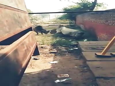 Two Bulls Fighting and This Happened