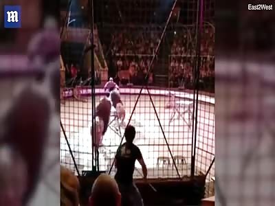 Lion Attacks Trainer