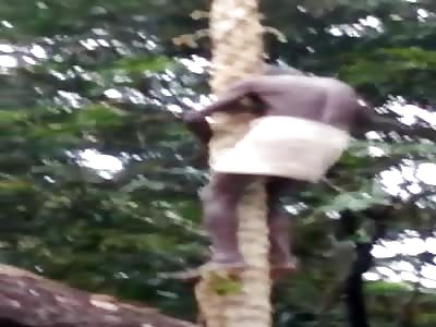 Tree Cutting Accident. Dumbo!