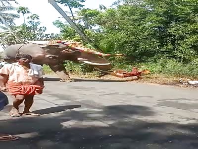 Elephant Attacks Mahout During Procession