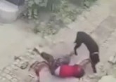 Dog Brutally Mauls Elderly Woman..