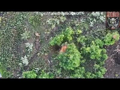 Dead Russians comp (June 24, 2024)