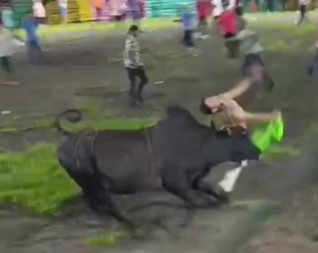 Take that, you bastard, man killed by a bull with a fatal blow