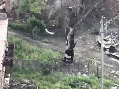 Behold The Gimp Armada