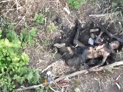 The sweet wildlife scavenger is hungry too and needs to eat too