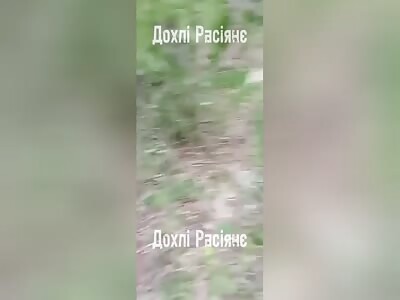 Ziggers Had A Rough Day In The Shrubbery