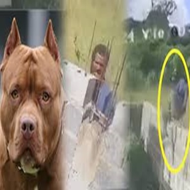 Pitbull Deliver a Painful Karma to Home Invader In Dominican Republic (CCTV & Aftermath)
