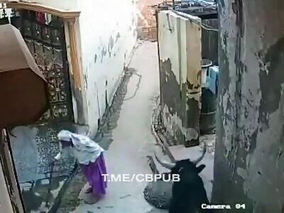 Bull VS Very Old Lady