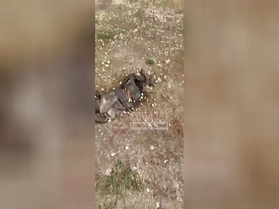 Ziggers were ambushed in Kursk