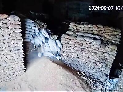 Warehouse Workers buried under falling wheat sacks