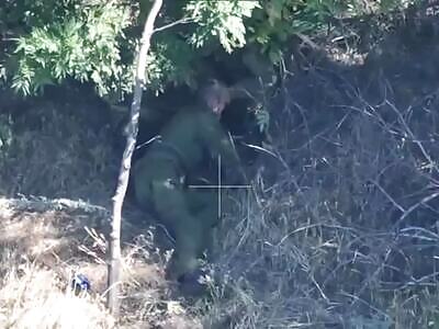 Two ZIGGERS Lost In The Shrubbery