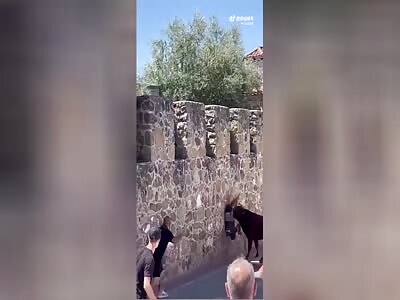 Stupid Spaniard Gets Gored By Bull