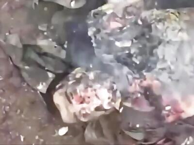 Ukraine Death Comp LXXX