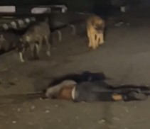 Someone Forget to Lock the Dogs 