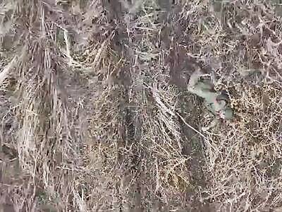 Russian minced meat in Kursk