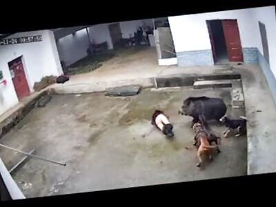 Elderly man Dies from Wild Boar Attack