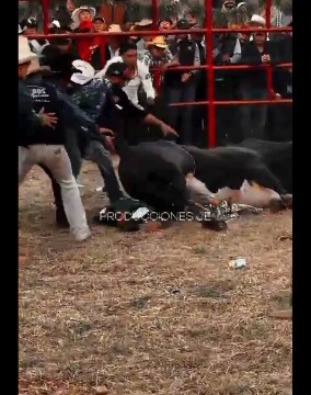 Fucking and brutal , bullfigher fucked by bull 