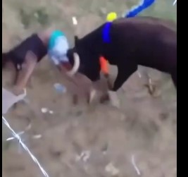 Bulls fucking yours victims