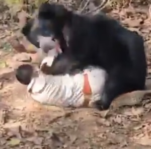 Father-Son Duo Mauled to Death by Sloth Bear at Korar Forest in Kanker