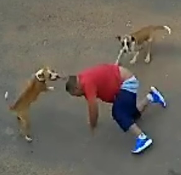 DAMN: Even the Dogs Want you Dead in Brazil.