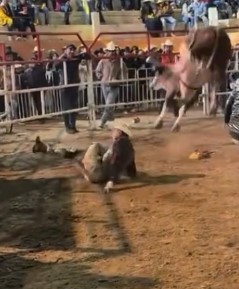 bullfighter have leg fucked 