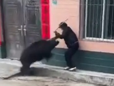 Wild Boar Attacks Woman 