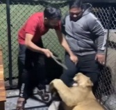 Indians playing with death