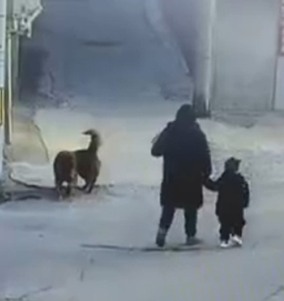 Woman and Her Little Son Attacked By Stray Dogs