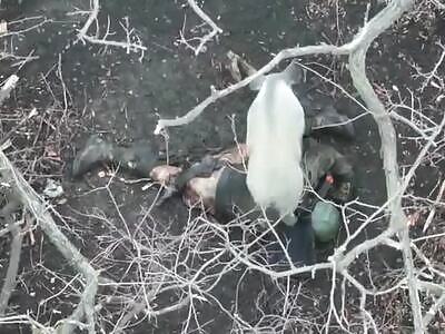 Ukrainian pig vs. Russian pig.