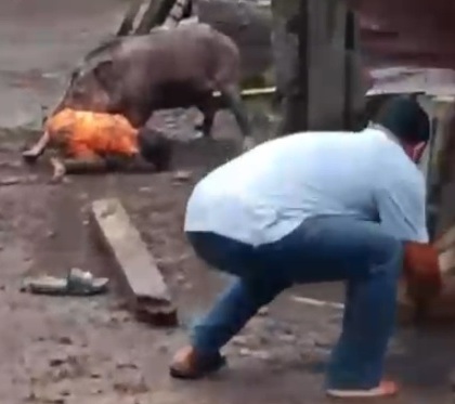 Mother And Child In Ternate Attacked By Wild Pigs Entering Settlements