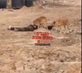 Dog Eating A Terrorist in Gaza