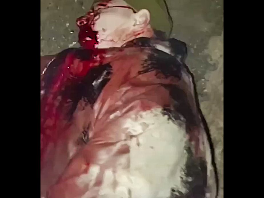 Special Military Operation in Forest Turns Out as Expected