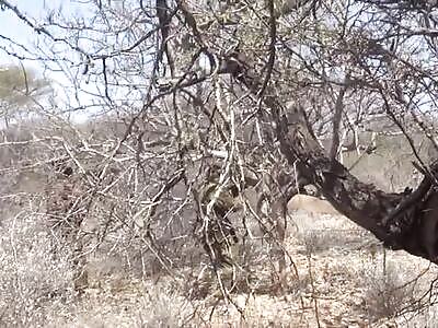 Al-Shabaab militants attack and kill Somali officers