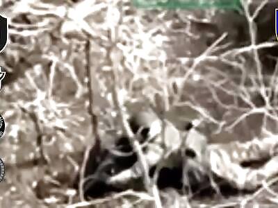 Destruction of Russian rats in the Zaporizhzhya region.