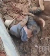 Bullfight didn't go According to Plan