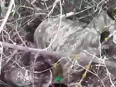 Brutal massacre of ziggers.