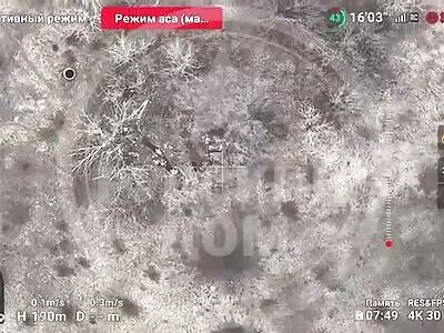 Hohols dig their own graves