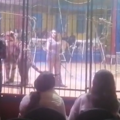 White Tiger Goes Berserk, Mauls Trainer In Egypt