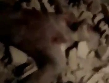 Rival stoned to death by THE BLACK AXE GANG 