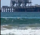 Shark Attacks Israeli Diver Off Coast of Hadera